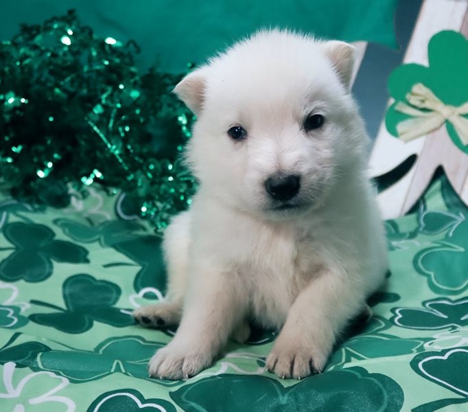 Gero – Erstklassiger Weißer Deutscher Schäferhund - Image 5